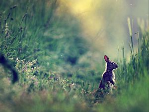 Превью обои заяц, трава, блики, даль, солнечный свет