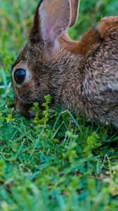 Превью обои заяц, трава, еда, глаза