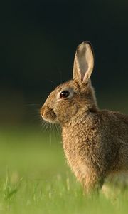 Превью обои заяц, трава, кролик, ожидание