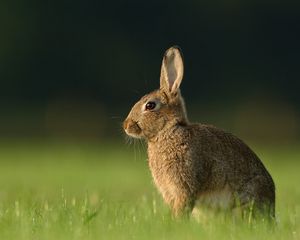 Превью обои заяц, трава, кролик, ожидание