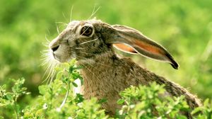 Превью обои заяц, трава, морда, уши, свет