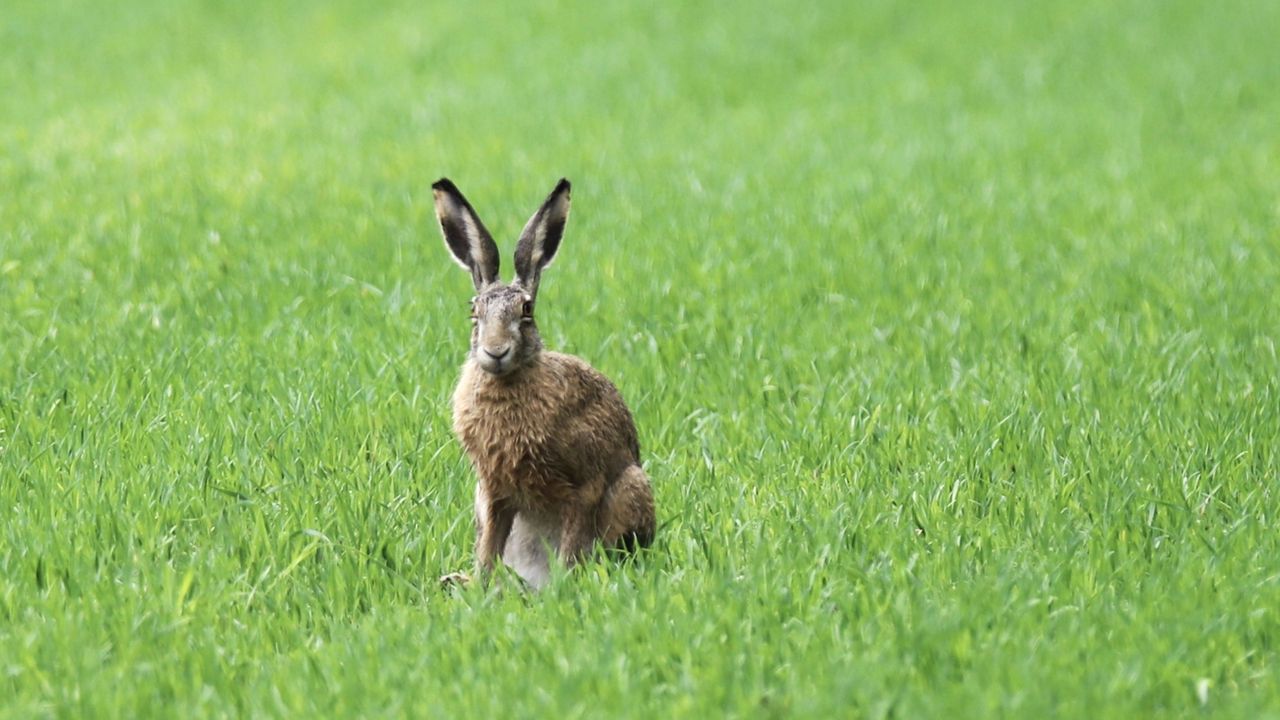 Обои заяц, трава, поле, животное, зелень