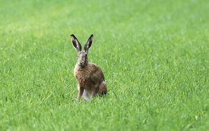 Превью обои заяц, трава, поле, животное, зелень