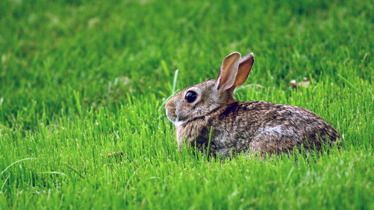 Обои заяц, трава, прятаться, страх