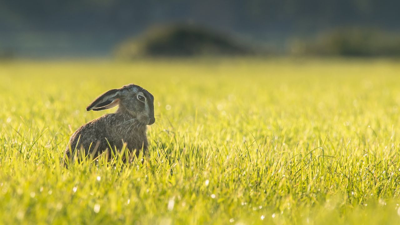Обои заяц, трава, прикольный, сидит