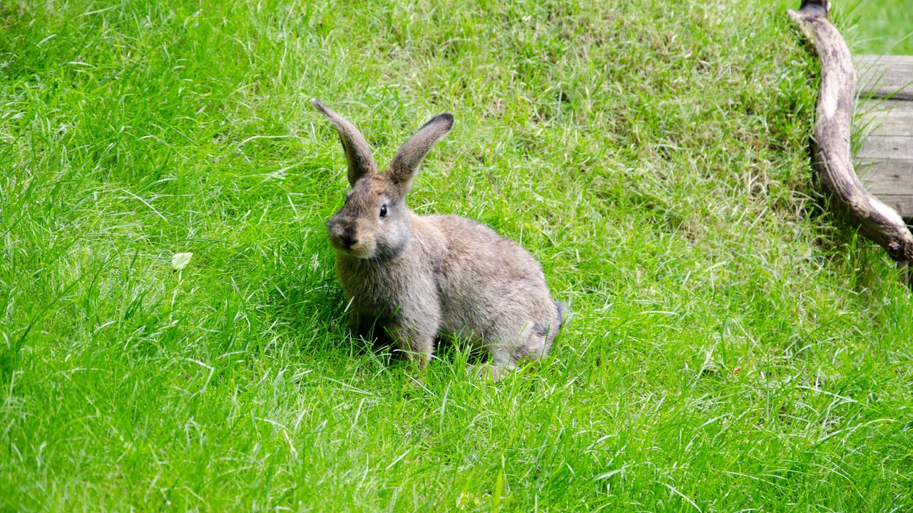 Обои заяц, трава, прогулка