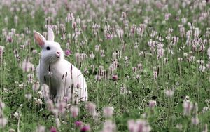 Превью обои заяц, трава, сидеть, цветы