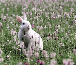 Превью обои заяц, трава, сидеть, цветы