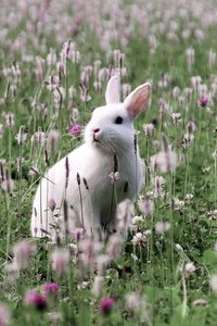 Превью обои заяц, трава, цветы, поле