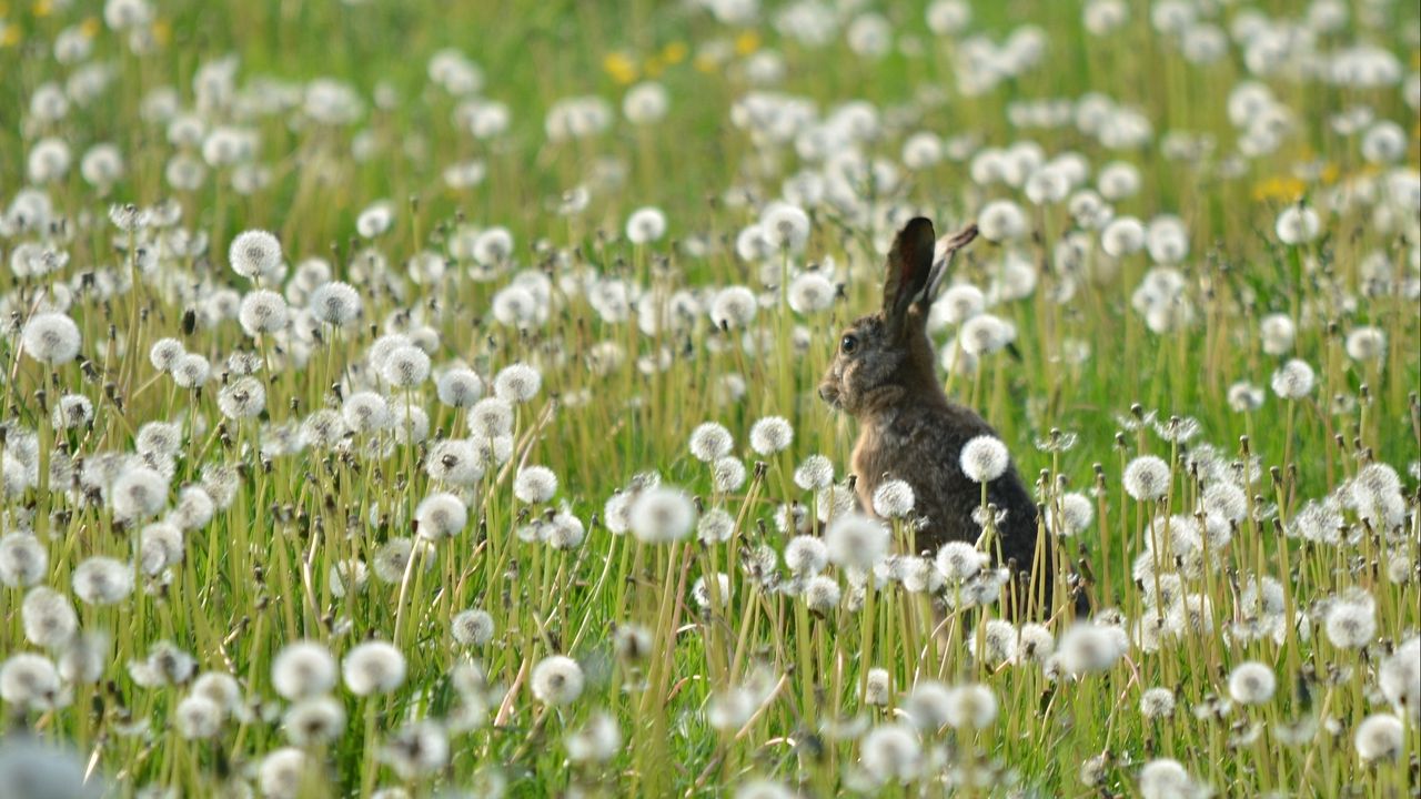 Обои заяц, трава, цветы, одуванчики, поле