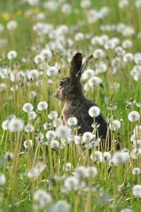 Превью обои заяц, трава, цветы, одуванчики, поле
