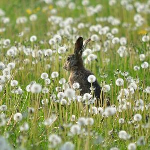 Превью обои заяц, трава, цветы, одуванчики, поле