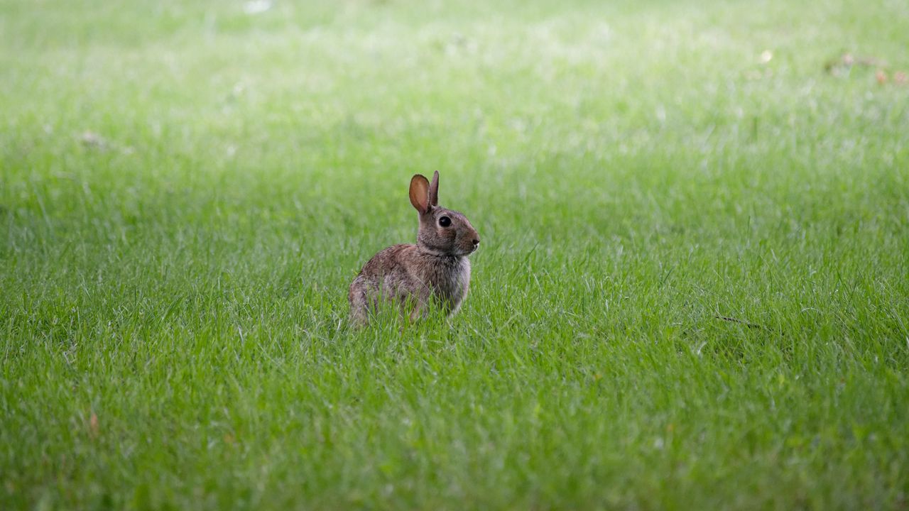 Обои заяц, ушки, животное, трава