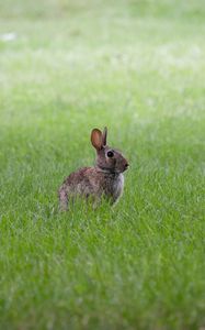 Превью обои заяц, ушки, животное, трава