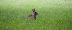 Превью обои заяц, ушки, животное, трава