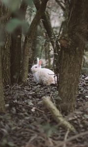 Превью обои заяц, животное, лес, деревья, дикая природа