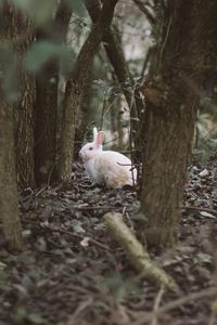 Превью обои заяц, животное, лес, деревья, дикая природа