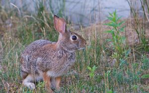 Превью обои заяц, животное, серый, трава