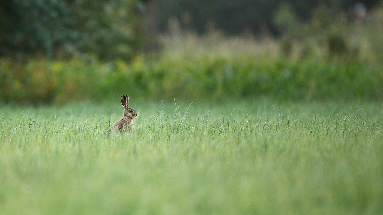 Обои заяц, животное, трава, фокус