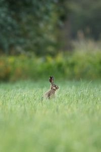 Превью обои заяц, животное, трава, фокус