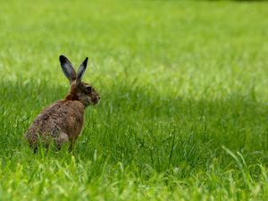 Превью обои заяц, животное, трава, поле