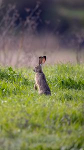 Превью обои заяц, животное, уши, трава, дикая природа