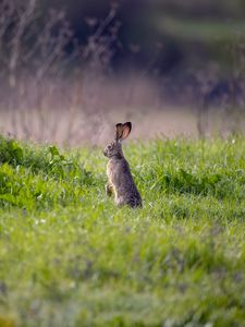 Превью обои заяц, животное, уши, трава, дикая природа