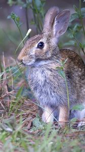 Превью обои заяц, животное, ушки, дикая природа, трава