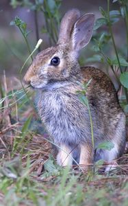 Превью обои заяц, животное, ушки, дикая природа, трава