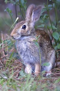 Превью обои заяц, животное, ушки, дикая природа, трава