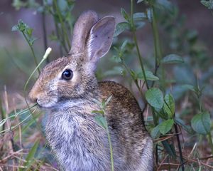 Превью обои заяц, животное, ушки, дикая природа, трава