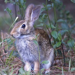 Превью обои заяц, животное, ушки, дикая природа, трава