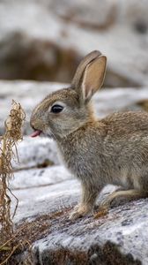 Превью обои заяц, животное, высунутый язык, камень