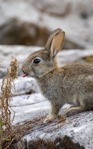 Превью обои заяц, животное, высунутый язык, камень