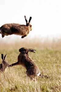 Превью обои зайцы, прыжок, трава, поле