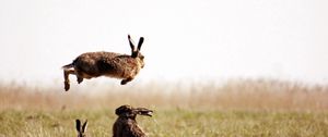 Превью обои зайцы, прыжок, трава, поле