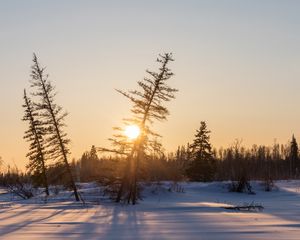 Превью обои закат, деревья, снег, зима, природа