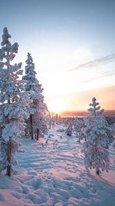 Превью обои закат, деревья, снег, зима