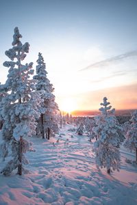 Превью обои закат, деревья, снег, зима