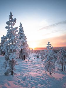 Превью обои закат, деревья, снег, зима