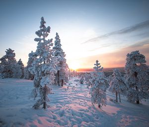 Превью обои закат, деревья, снег, зима