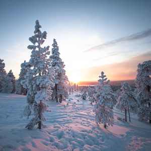 Превью обои закат, деревья, снег, зима