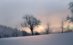 Превью обои закат, деревья, снег, зима, вечер, природа