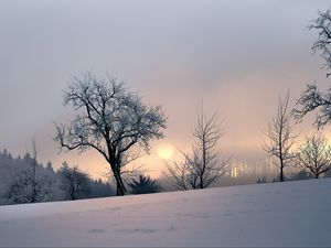 Превью обои закат, деревья, снег, зима, вечер, природа