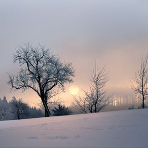 Превью обои закат, деревья, снег, зима, вечер, природа