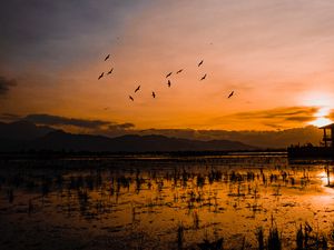 Превью обои закат, горизонт, птицы, силуэты, вода, индонезия