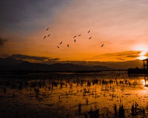 Превью обои закат, горизонт, птицы, силуэты, вода, индонезия