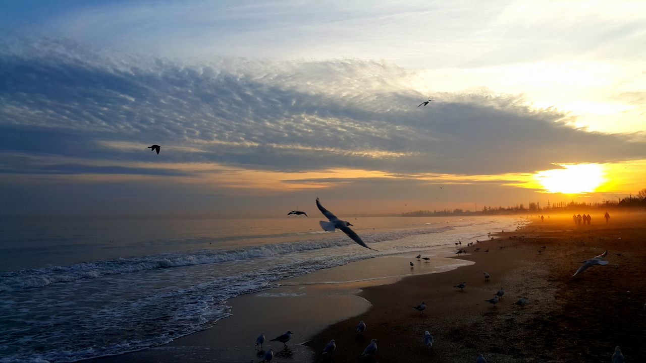 Обои закат, море, птицы, небо, люди, берег