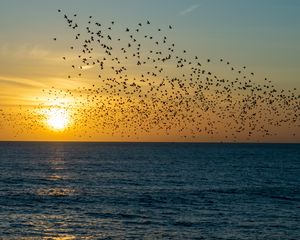 Превью обои закат, море, птицы, стая