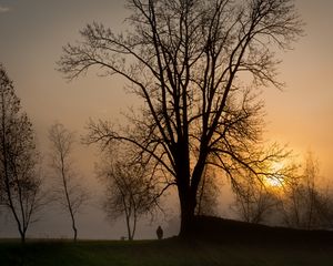 Превью обои закат, солнце, деревья, небо, серое, человек